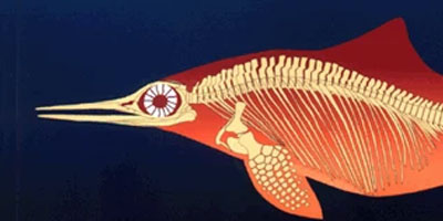 oogbollen van ichthyosaurus