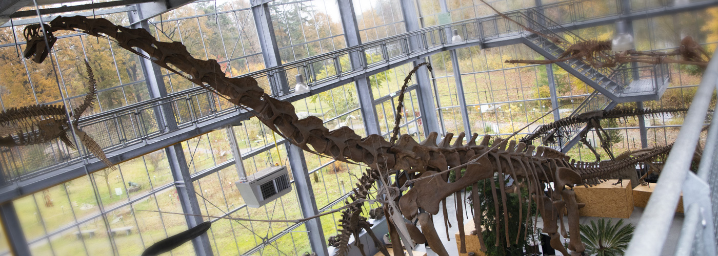 Brachiosaurus - Oertijdmuseum<span>.</span>