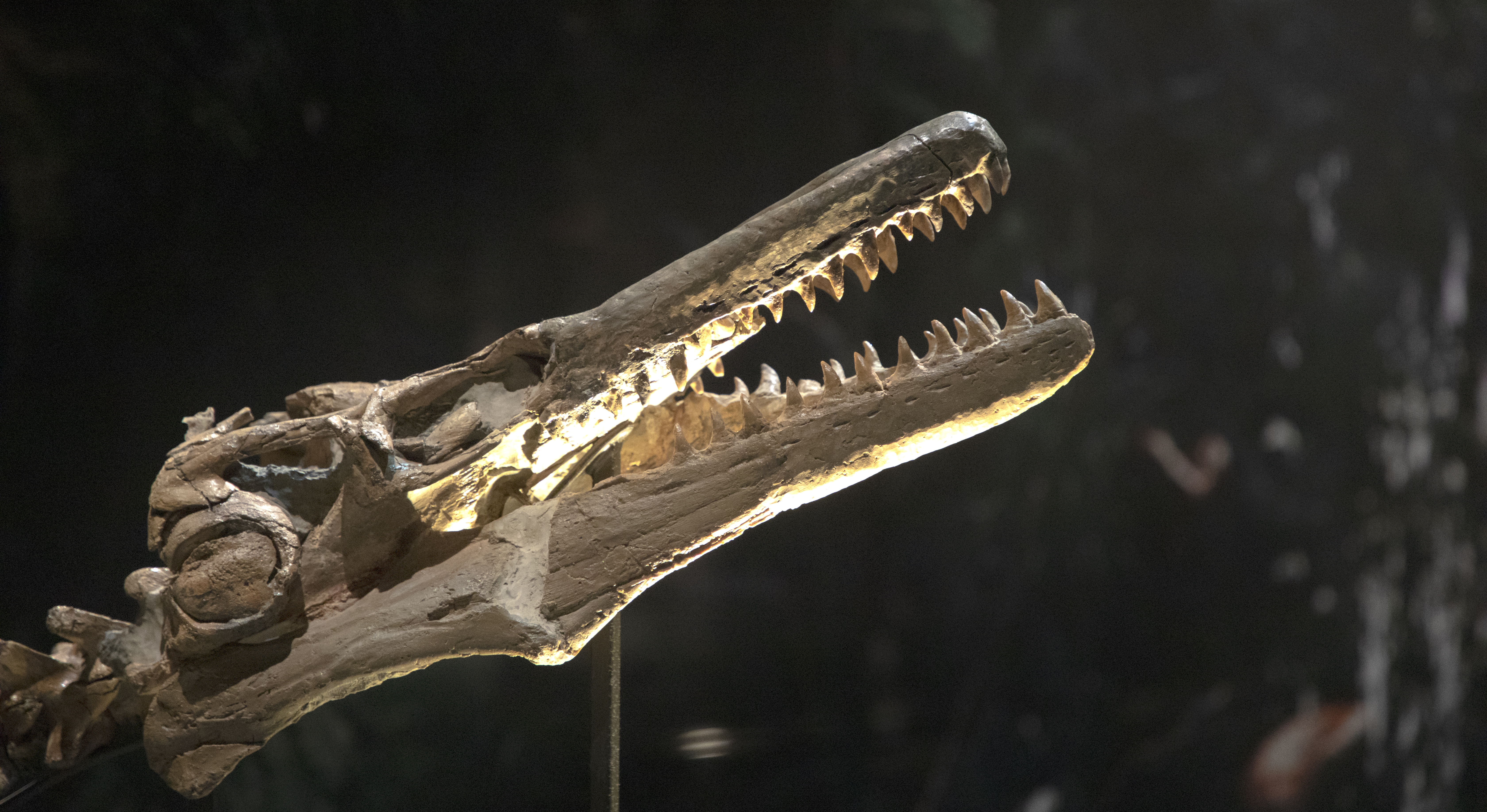 Mosasaurus<span>.</span>