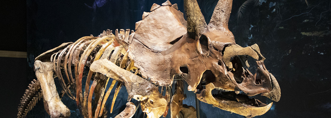 Triceratops---Naturalis<span>.</span>
