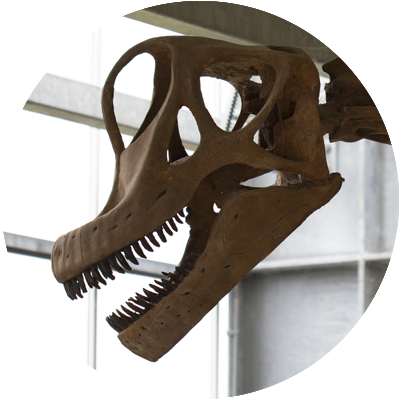 Brachiosaurus<span>.</span>