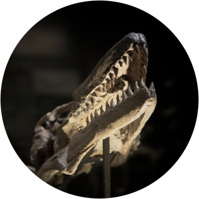 Mosasaurus<span>.</span>